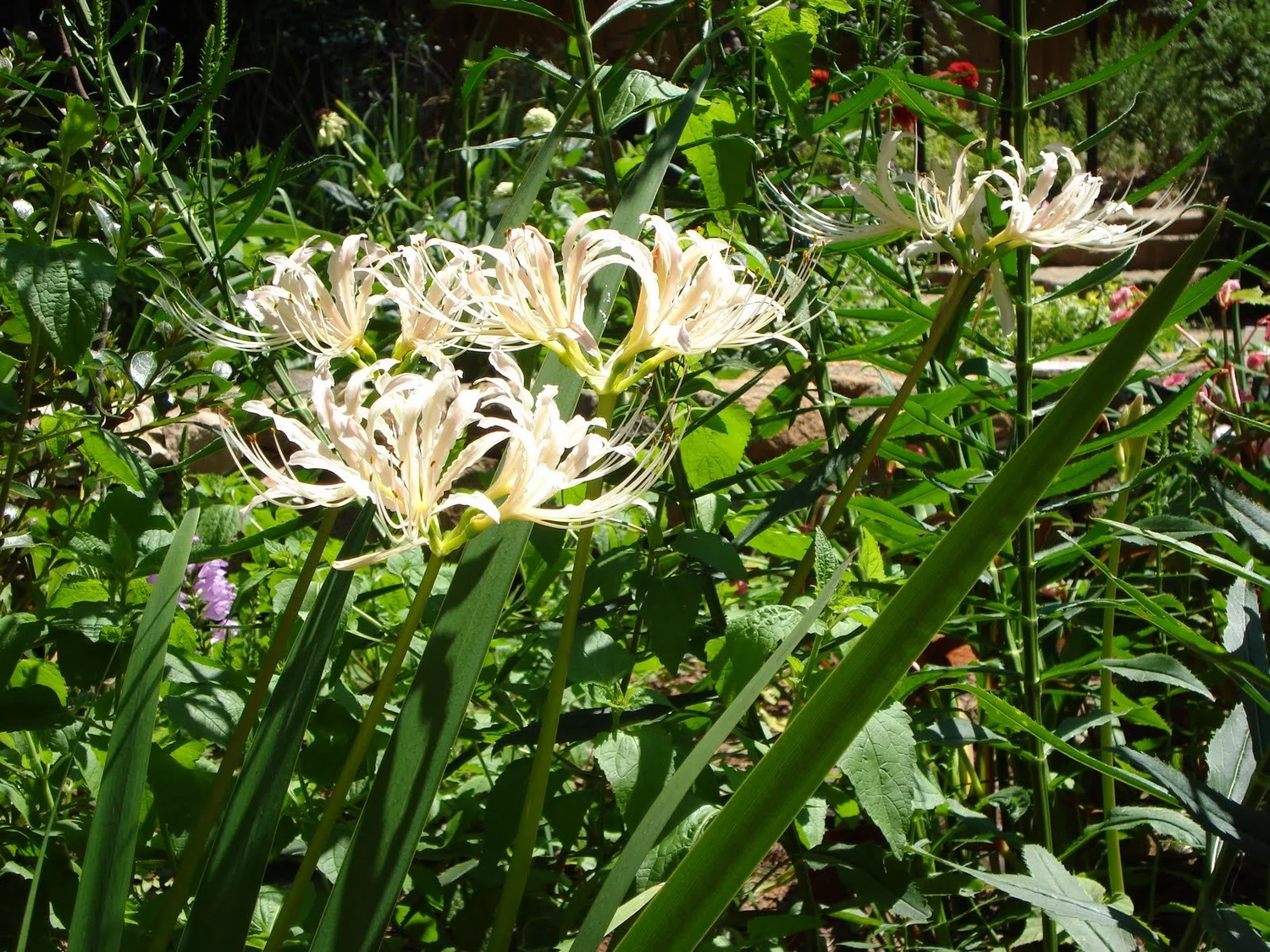 Lycoris sp. — Wing Haven